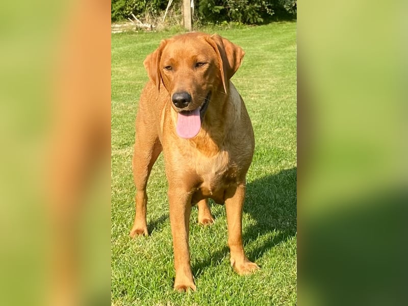 Typvolle Labrador Welpen in Foxred/Dark Foxred aus einer Top Verpaarung