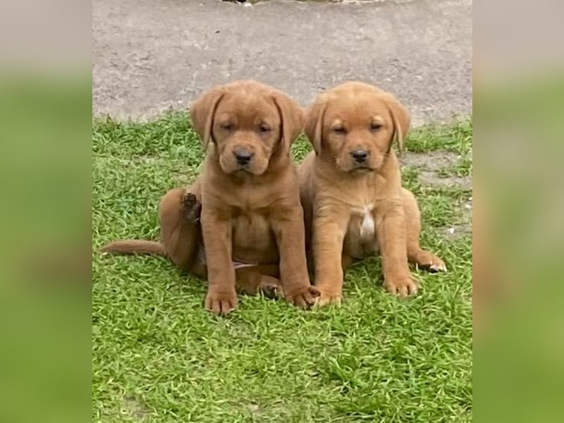 Typvolle Labrador Welpen in Foxred/Dark Foxred aus einer Top Verpaarung