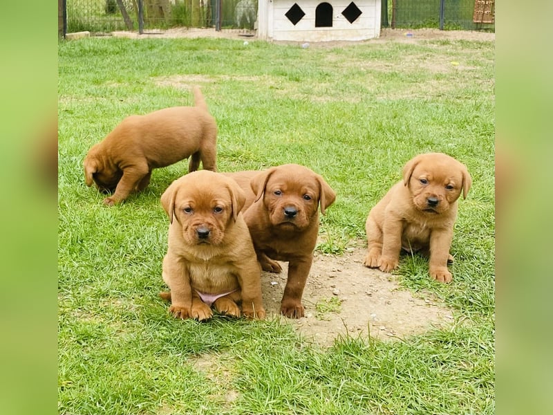 Typvolle Labrador Welpen in Foxred/Dark Foxred aus einer Top Verpaarung