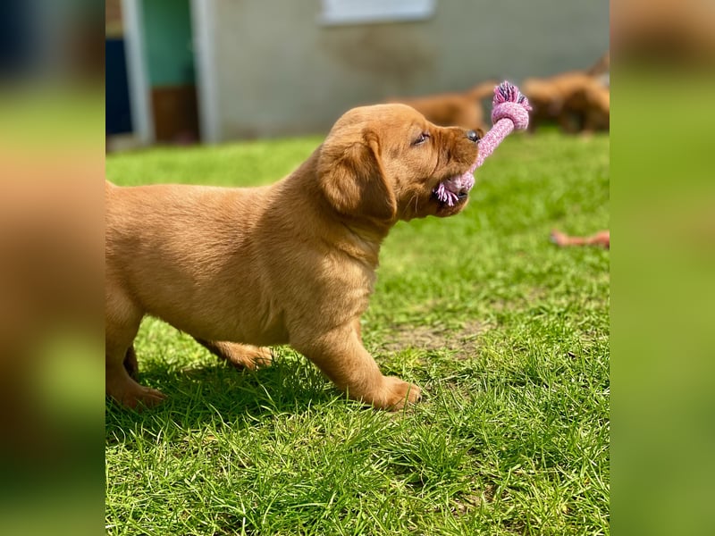 Typvolle Labrador Welpen in Foxred/Dark Foxred aus einer Top Verpaarung