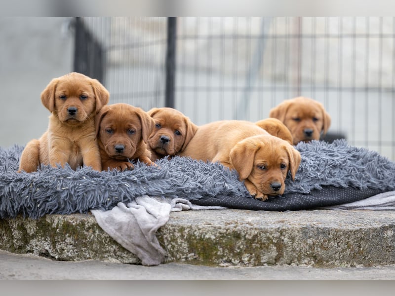 Typvolle Labrador Welpen in Foxred/Dark Foxred aus einer Top Verpaarung
