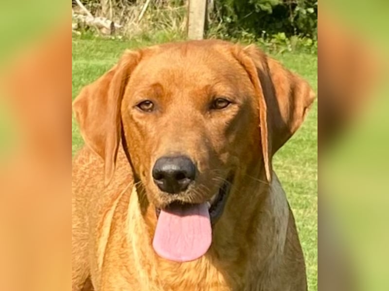 Typvolle Labrador Welpen in Foxred/Dark Foxred aus einer Top Verpaarung