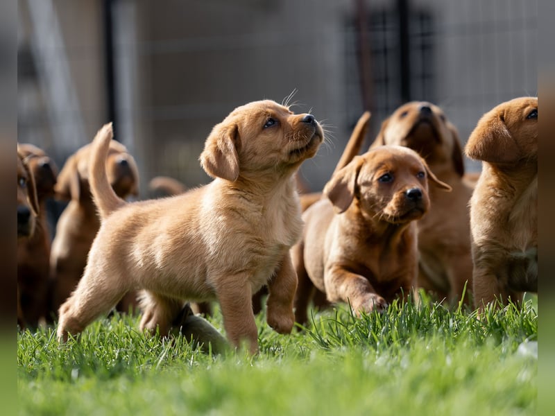 Typvolle Labrador Welpen in Foxred/Dark Foxred aus einer Top Verpaarung