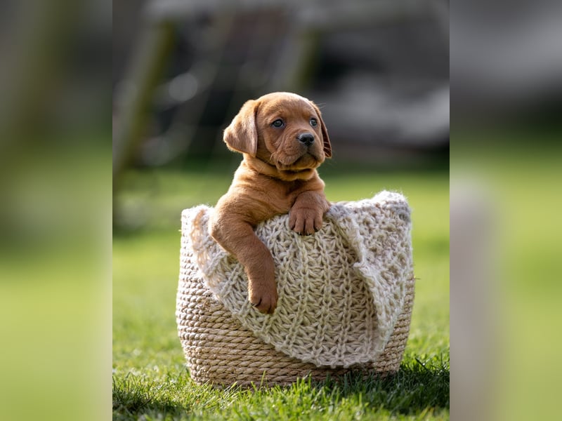 Typvolle Labrador Welpen in Foxred/Dark Foxred aus einer Top Verpaarung