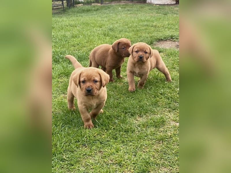 Typvolle Labrador Welpen in Foxred/Dark Foxred aus einer Top Verpaarung