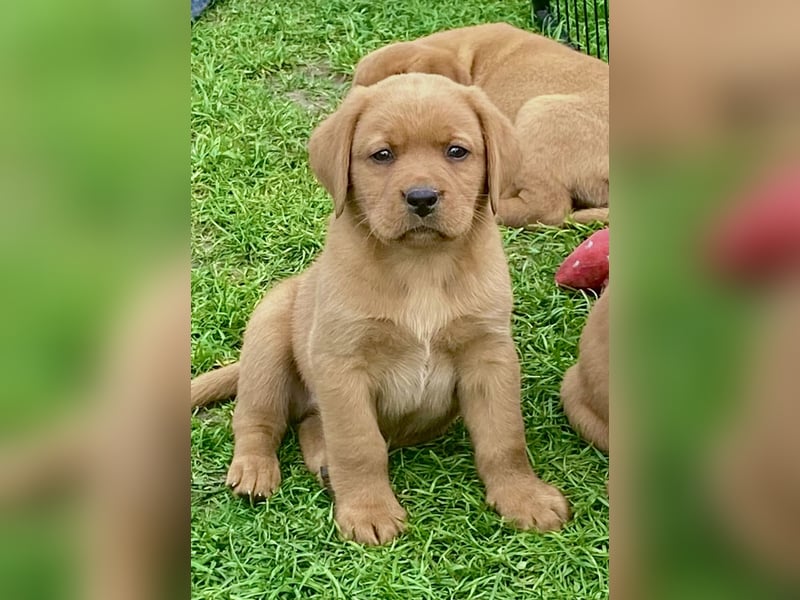 Typvolle Labrador Welpen in Foxred/Dark Foxred aus einer Top Verpaarung