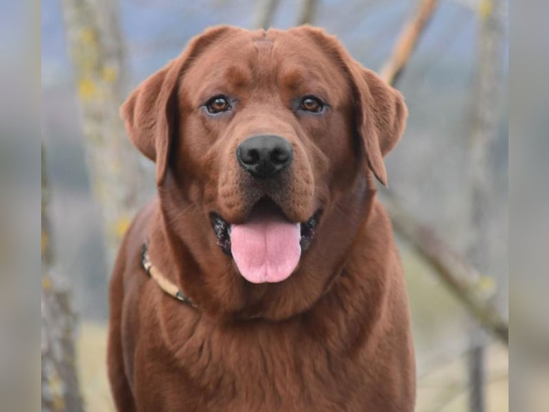 Typvolle Labrador Welpen in Foxred/Dark Foxred aus einer Top Verpaarung
