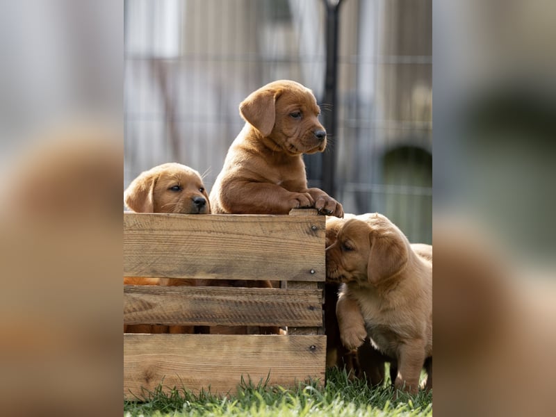 Typvolle Labrador Welpen in Foxred/Dark Foxred aus einer Top Verpaarung
