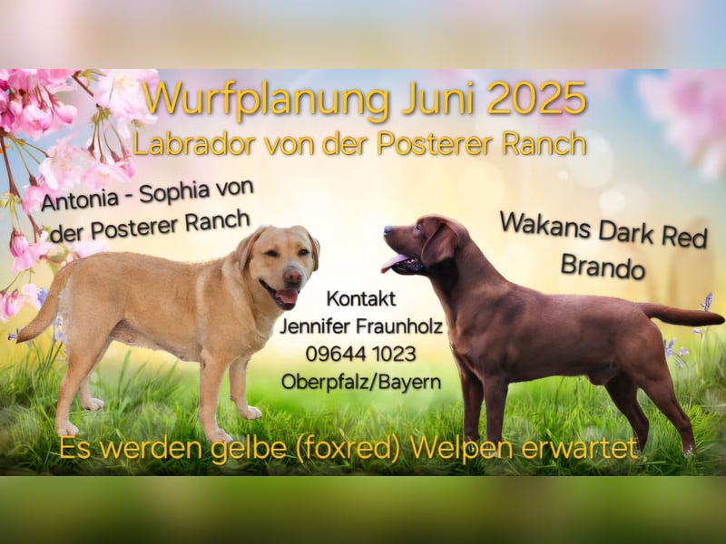 Wurfplanung Juni Labrador Retriever Gelb Blond Foxred mit Ahnentafel