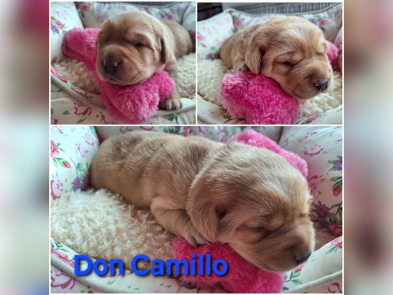 Labrador Retriever Gelb (Blond) Foxred mit Ahnentafel