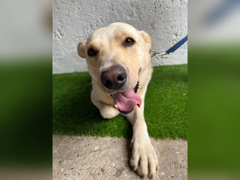 Dr.Watson - sensibler Labrador-Mix Rüde sucht erfahrene Menschen