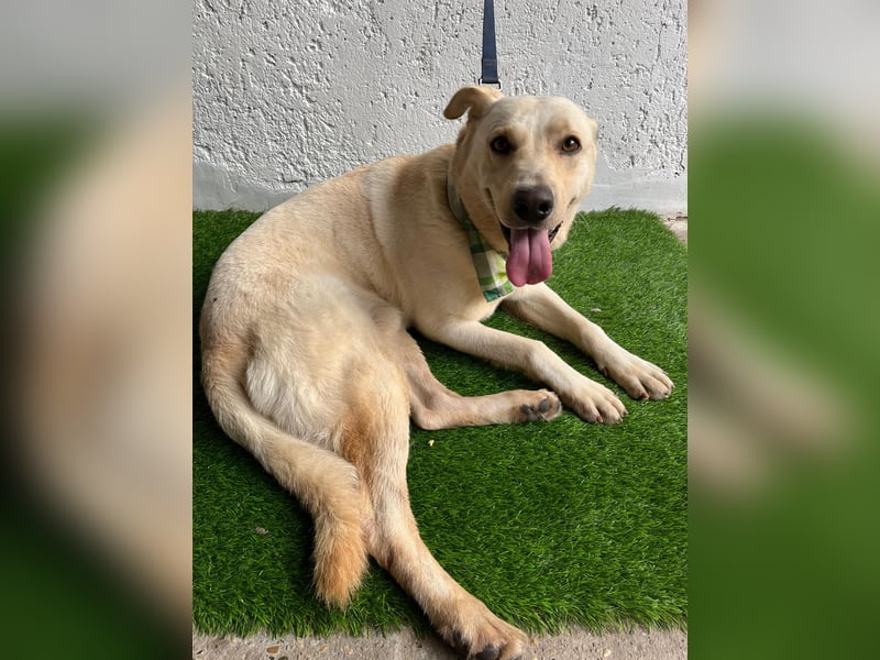 Dr.Watson - sensibler Labrador-Mix Rüde sucht erfahrene Menschen