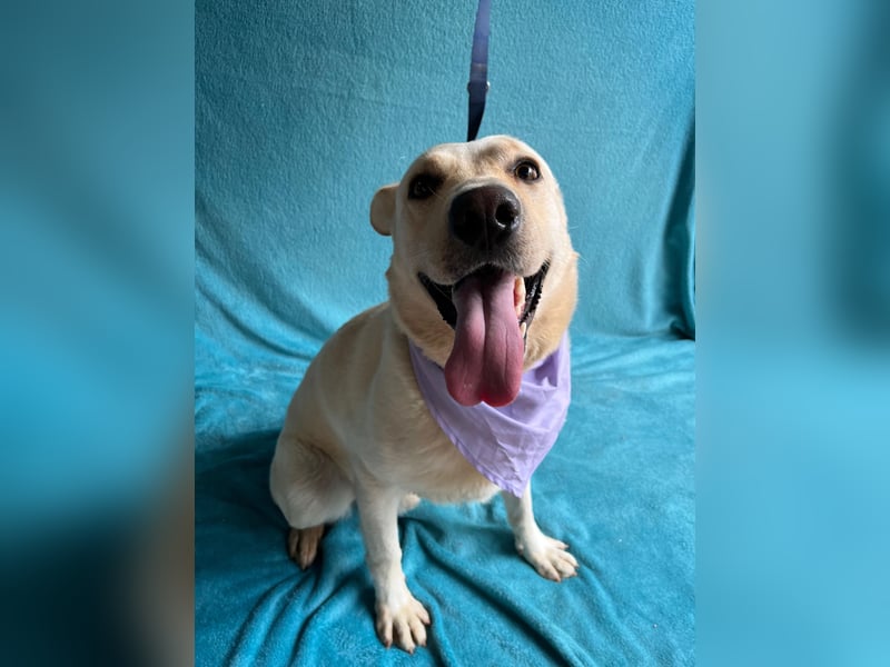 Dr.Watson - sensibler Labrador-Mix Rüde sucht erfahrene Menschen
