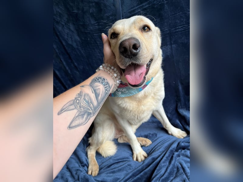 Dr.Watson - sensibler Labrador-Mix Rüde sucht erfahrene Menschen