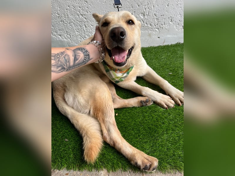 Dr.Watson - sensibler Labrador-Mix Rüde sucht erfahrene Menschen