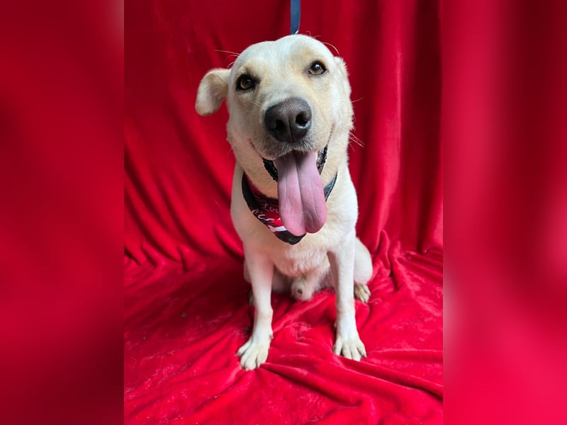 Dr.Watson - sensibler Labrador-Mix Rüde sucht erfahrene Menschen