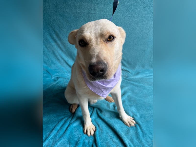 Dr.Watson - sensibler Labrador-Mix Rüde sucht erfahrene Menschen