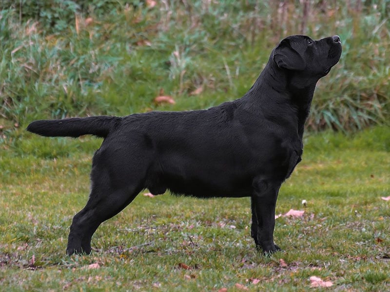 Labrador Retriever aus VDH Zucht