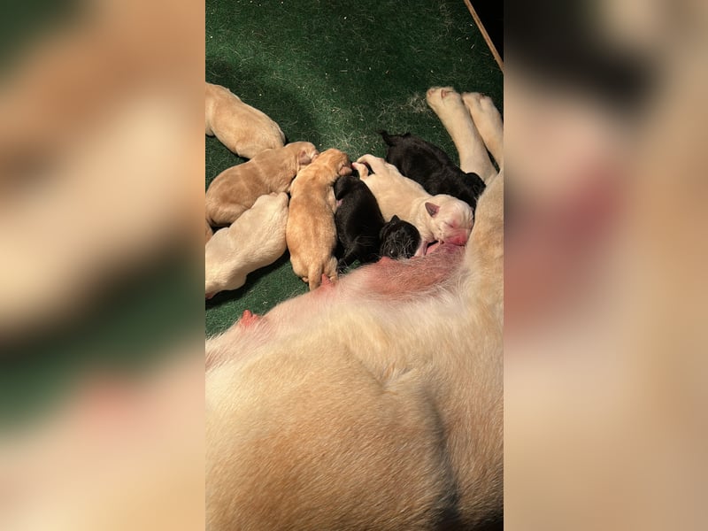 Labrador Retriever aus VDH Zucht