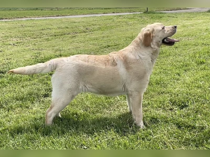 Labrador Retriever aus VDH Zucht