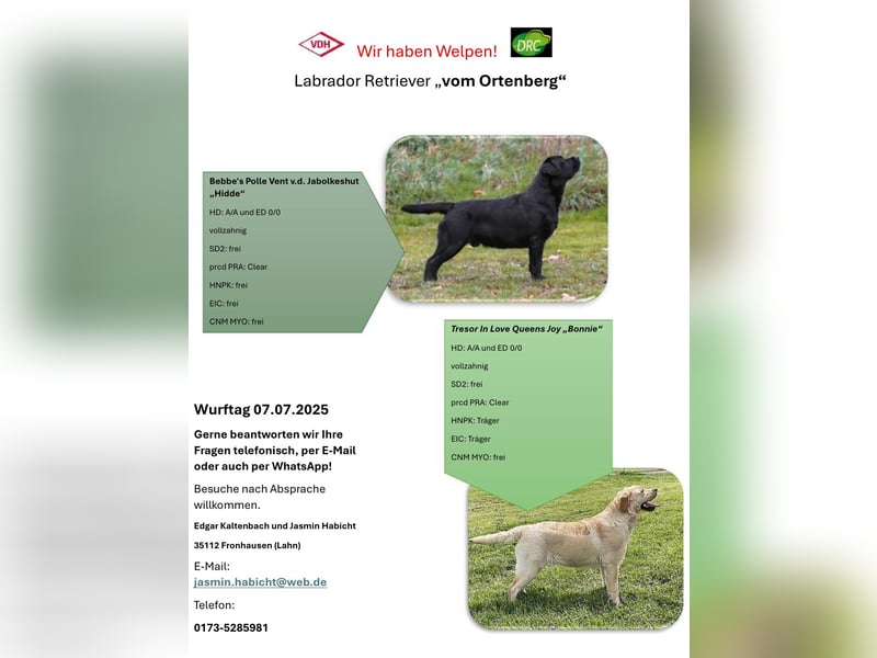 Labrador Retriever aus VDH Zucht
