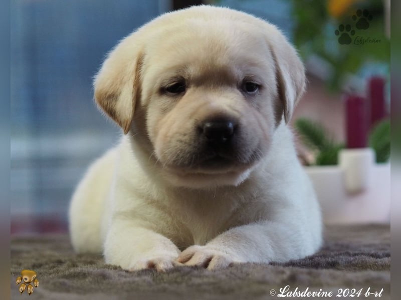 Traumhafte Labrador-Welpen suchen ein liebevolles Zuhause!