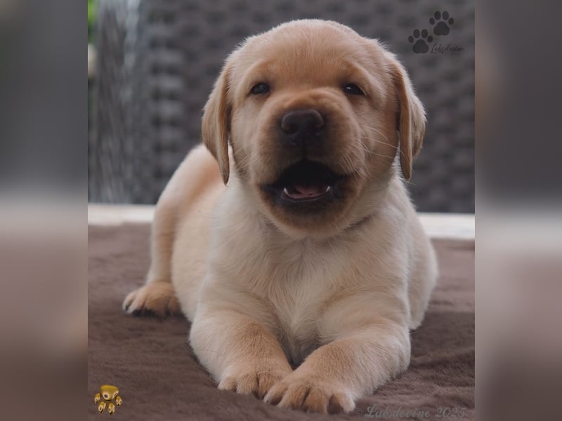 Traumhafte Labrador Welpen in Schwarz und Gelb suchen ein liebevolles Zuhause!