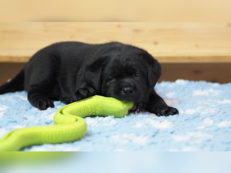 Traumhafte Labrador-Welpen suchen ein liebevolles Zuhause!