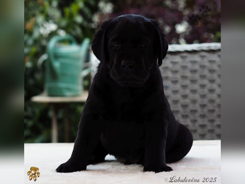 Traumhafte Labrador Welpen in Schwarz und Gelb suchen ein liebevolles Zuhause!
