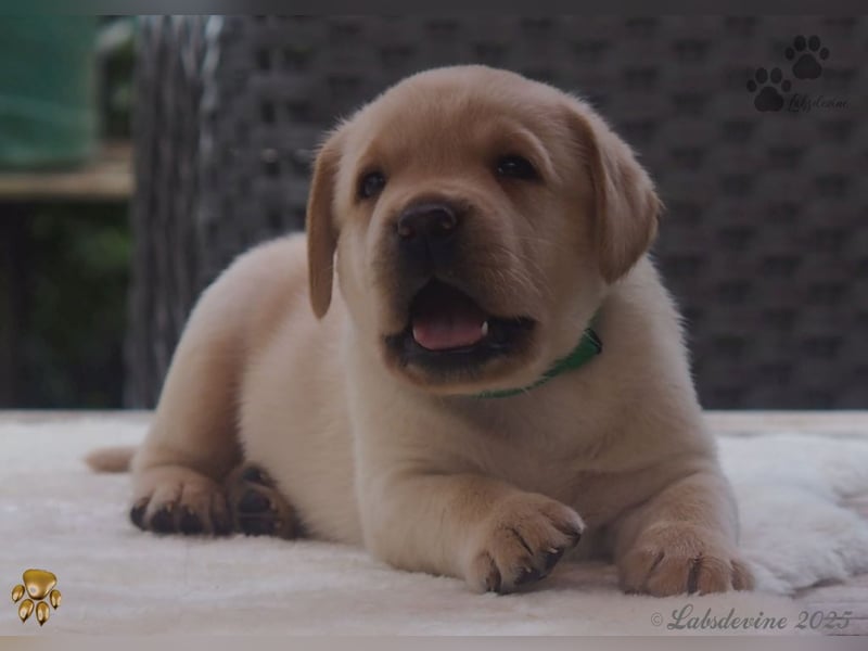 Traumhafte Labrador Welpen in Schwarz und Gelb suchen ein liebevolles Zuhause!