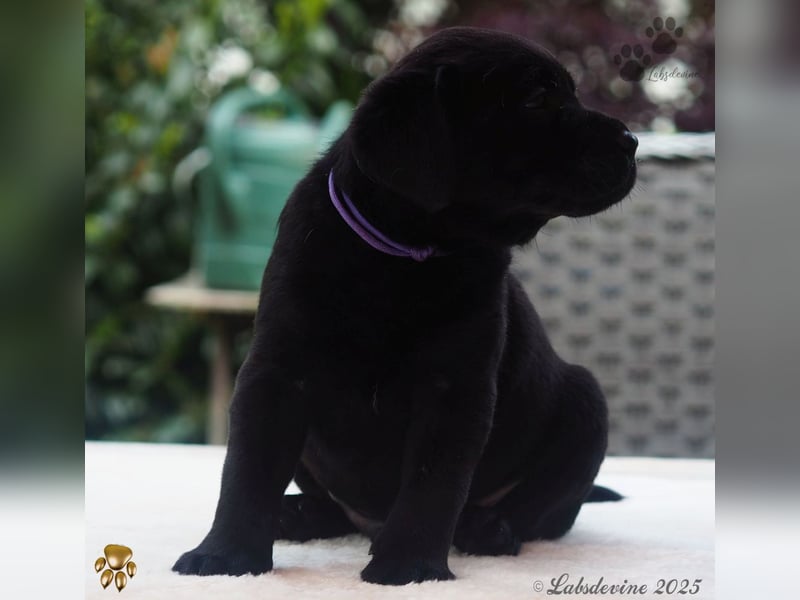 Traumhafte Labrador Welpen in Schwarz und Gelb suchen ein liebevolles Zuhause!
