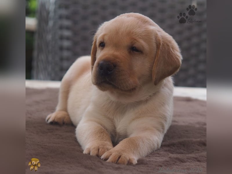 Traumhafte Labrador Welpen in Schwarz und Gelb suchen ein liebevolles Zuhause!