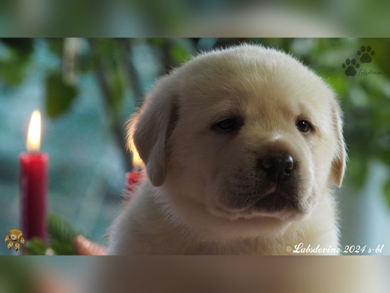 Traumhafte Labrador-Welpen suchen ein liebevolles Zuhause!