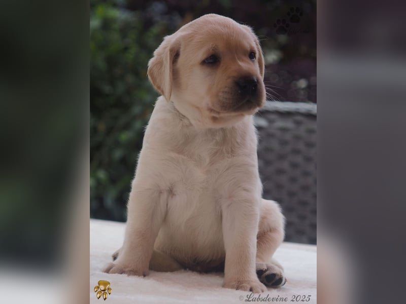 Traumhafte Labrador Welpen in Schwarz und Gelb suchen ein liebevolles Zuhause!