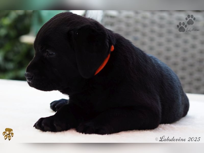Traumhafte Labrador Welpen in Schwarz und Gelb suchen ein liebevolles Zuhause!