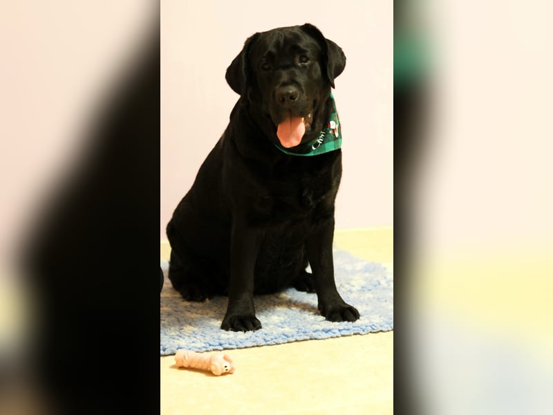 Traumhafte Labrador-Welpen suchen ein liebevolles Zuhause!