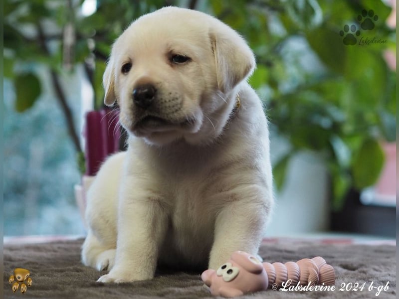 Traumhafte Labrador-Welpen suchen ein liebevolles Zuhause!