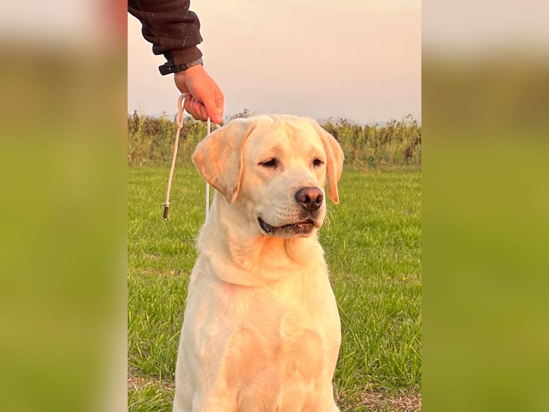 Labrador retriever, Lieferung! Schwarz für Zucht, Ausstellung und Familien