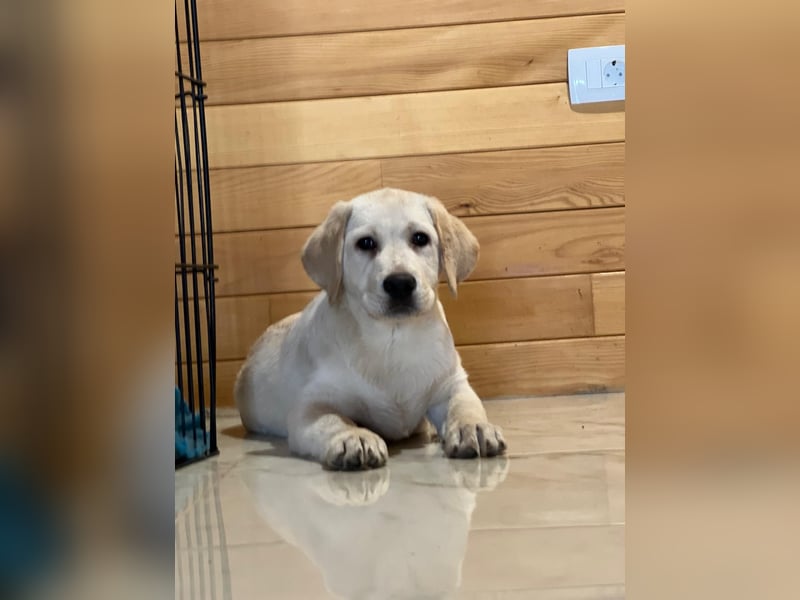 Labrador retriever, mit Lieferung,  FCI Papieren.