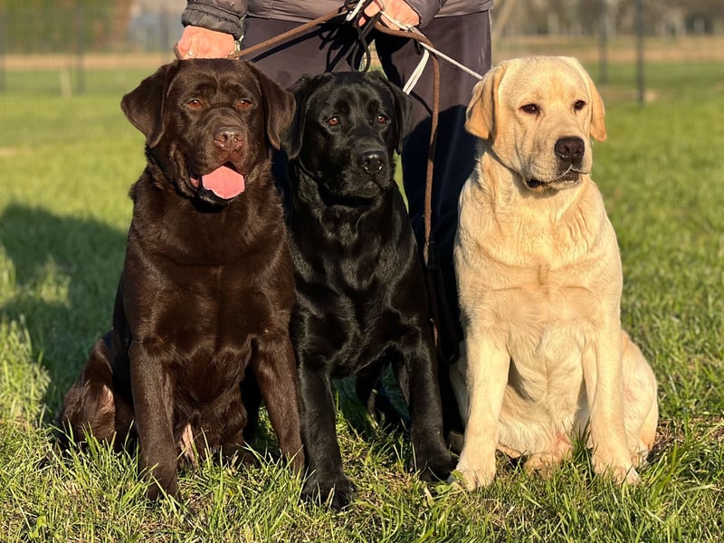 Labrador retriever, mit Lieferung,  FCI Papieren.