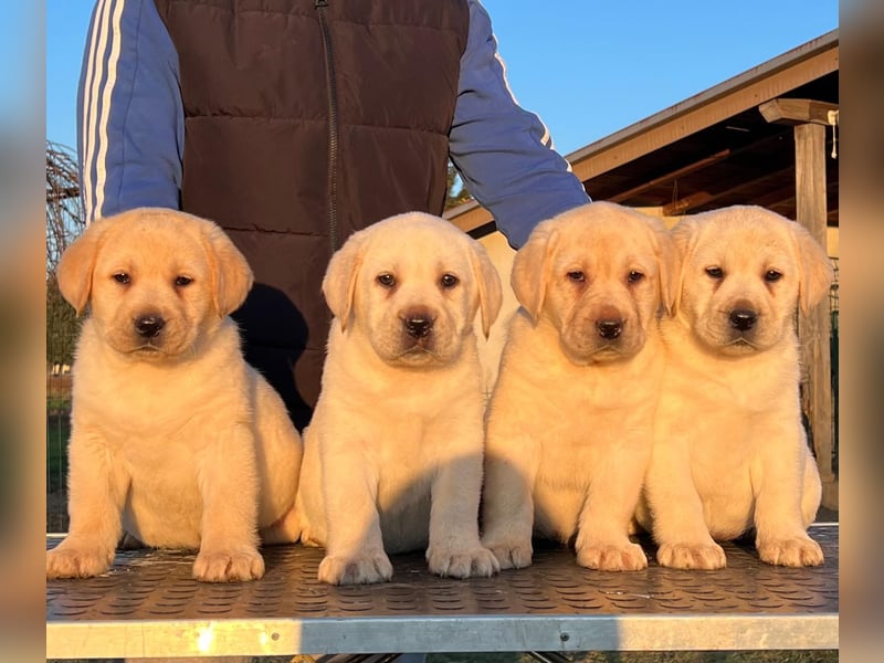 Labrador retriever, mit Lieferung,  FCI Papieren.