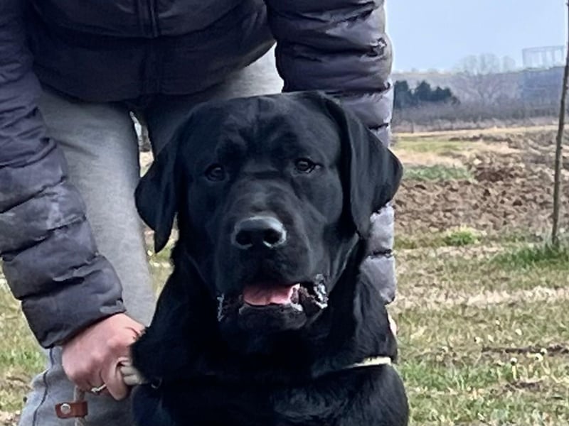 Labrador retriever, Lieferung! Schwarz für Zucht, Ausstellung und Familien