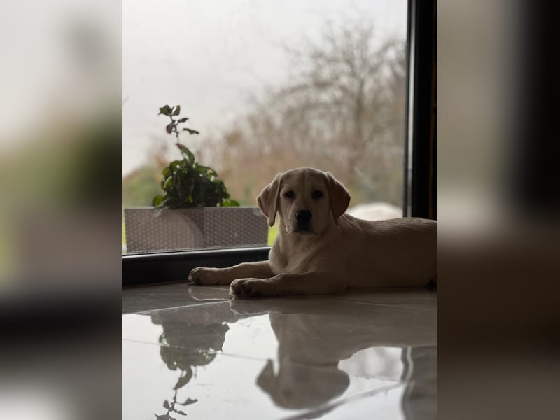 Labrador retriever, mit Lieferung,  FCI Papieren.