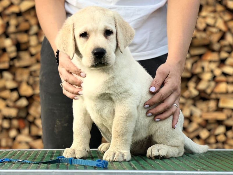 Labrador retriever, mit Lieferung,  FCI Papieren.