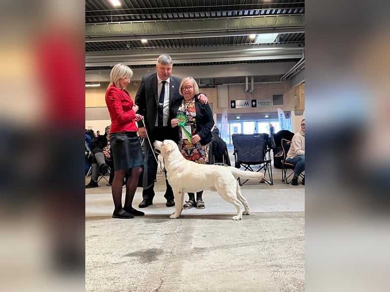 Labrador retriever, mit Lieferung,  FCI Papieren.