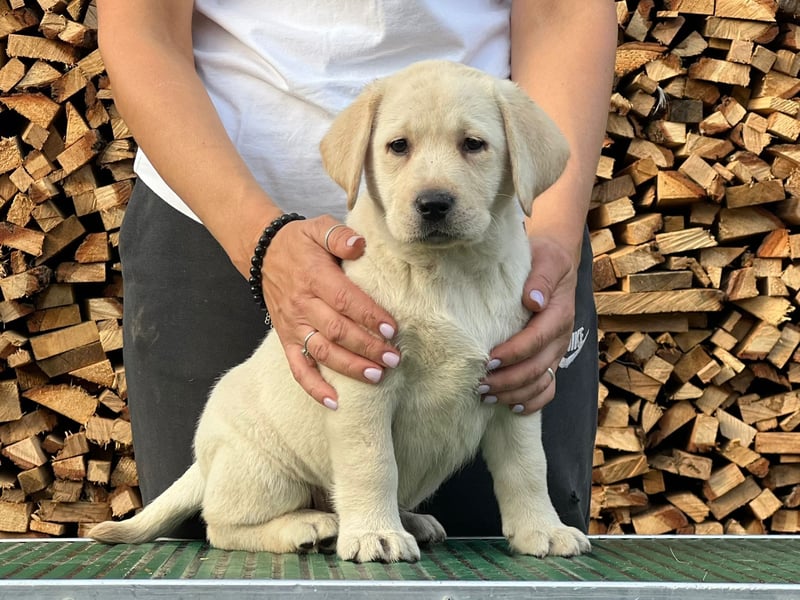 Labrador retriever, mit Lieferung,  FCI Papieren.