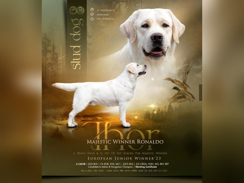 Labrador retriever, mit Lieferung,  FCI Papieren.