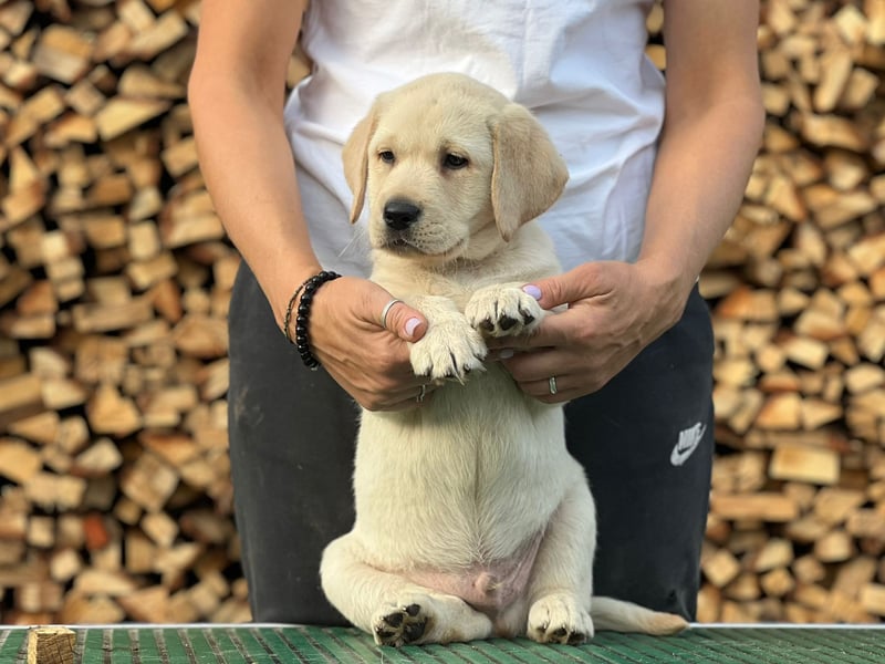 Labrador retriever, mit Lieferung,  FCI Papieren.