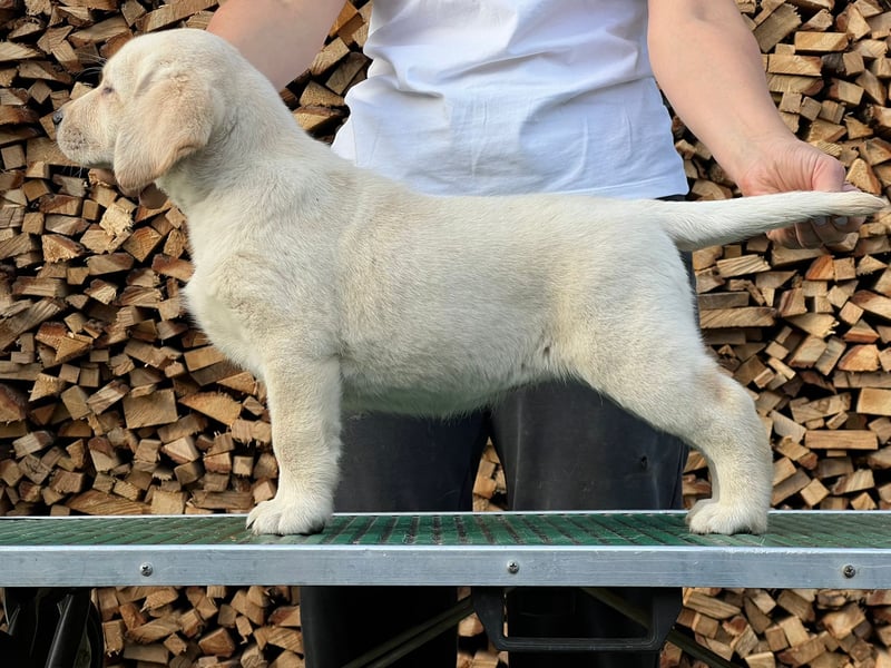 Labrador retriever, mit Lieferung,  FCI Papieren.