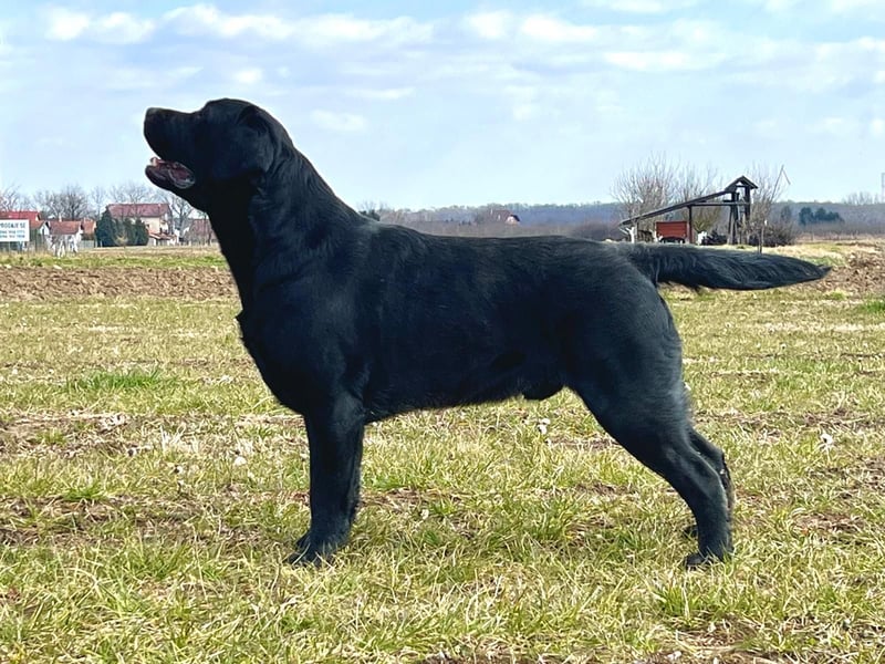 Labrador retriever, Lieferung! Schwarz für Zucht, Ausstellung und Familien